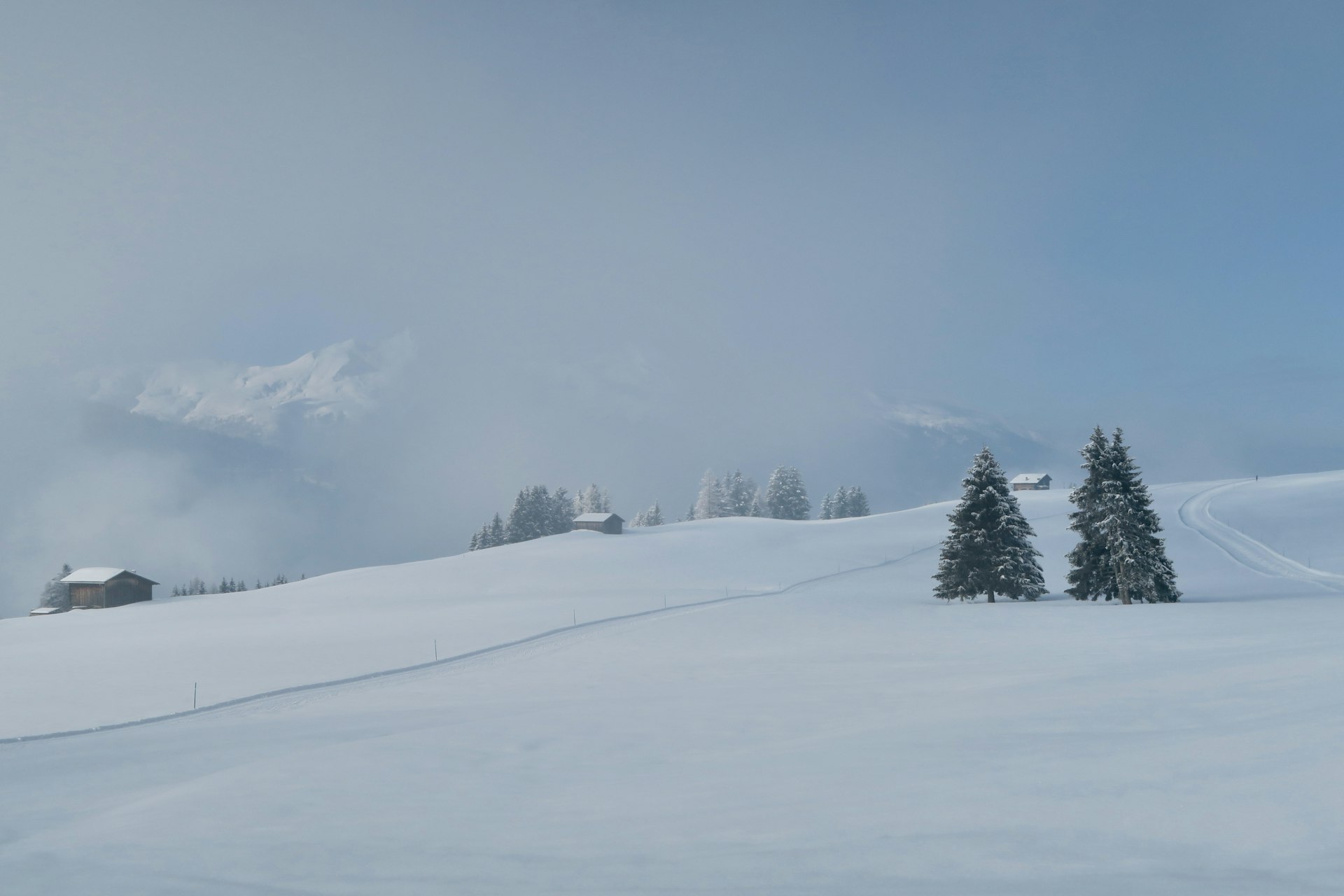 green trees on snow covered ground during daytime